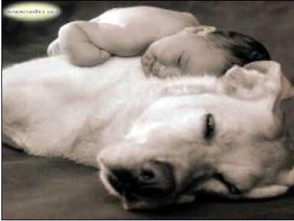 Bébé dormant sur le chien