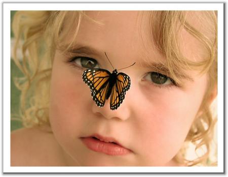 Bb papillon