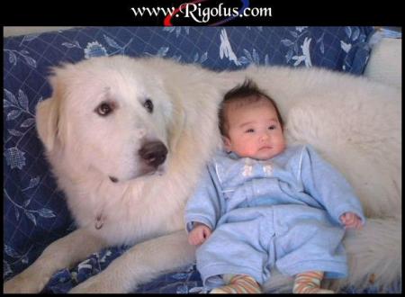 Bb chien relax